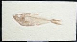 Diplomystus Fossil Fish - Wyoming #7567-1